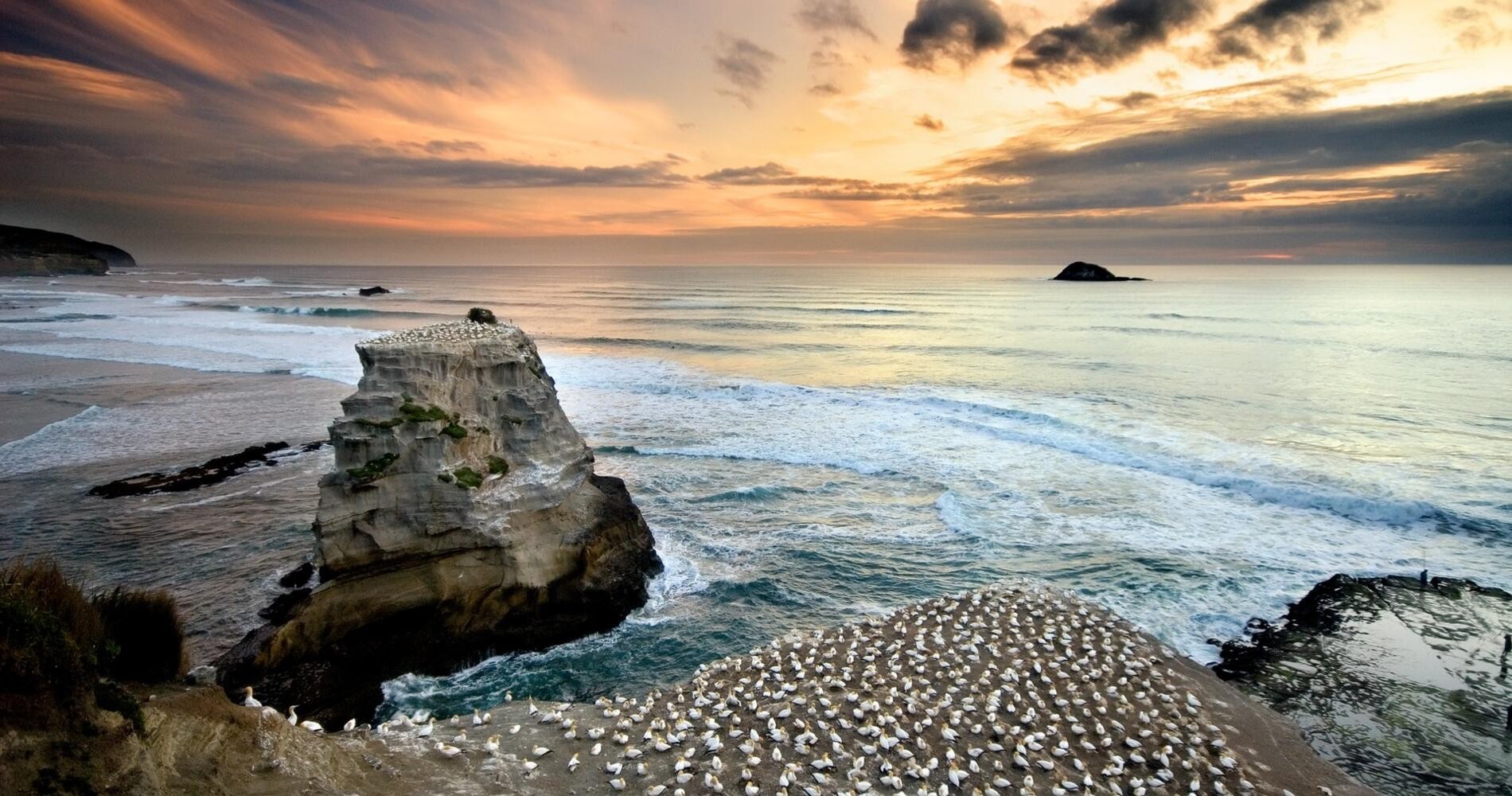 Muriwai Beach / Gannet Colony
